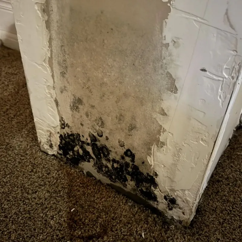 Professional Mold Removal in Athens, TX